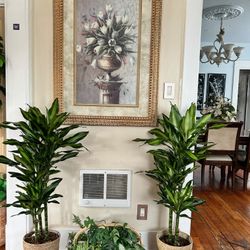 $99 Each Beautiful Dracanae Plant 