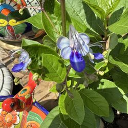 Blue Fountain Bush ( Blue Butterfly)