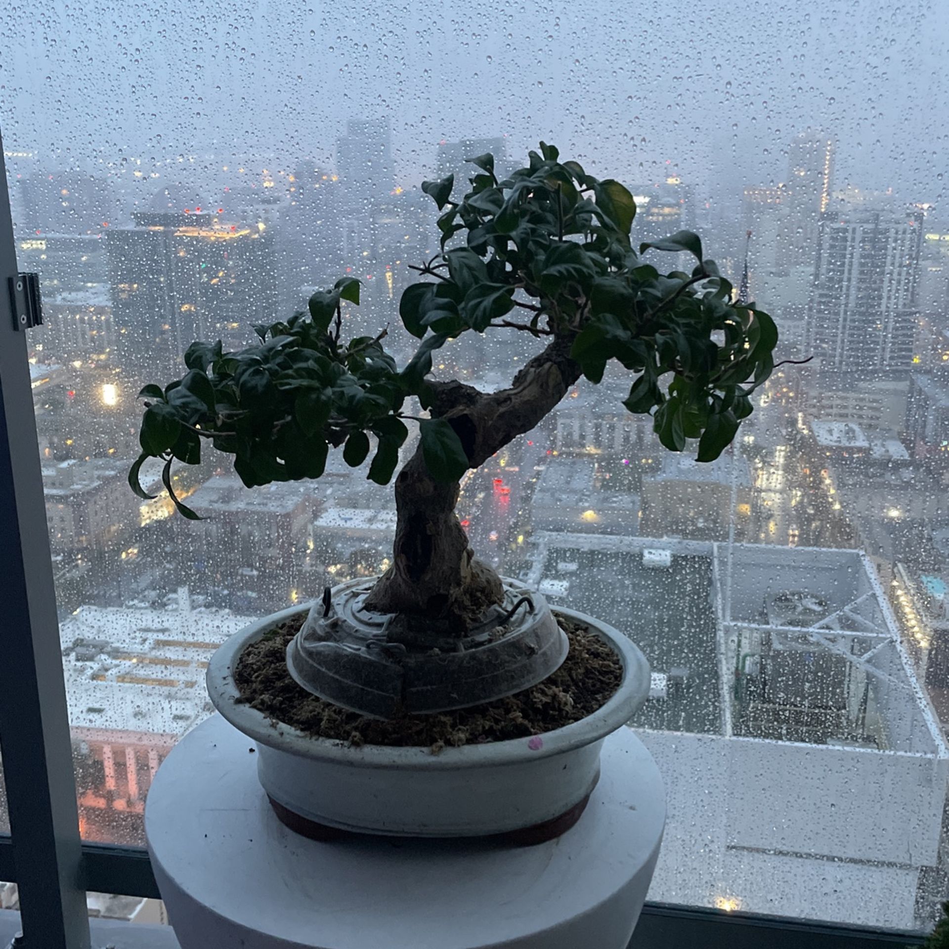 fingerstrauch bonsai Fünffingerstrauch Princess kaufen