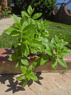Insulina Plant Medesinal