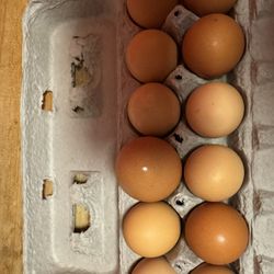 Organic Eggs