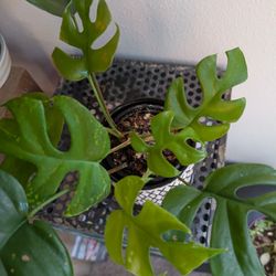 Raphidofora tetrasperma