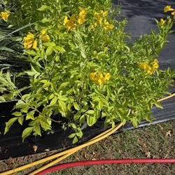 Se Venden Plantas De Esperanzas 3gallones Bushes 