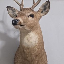 Taxidermy Deer Head 