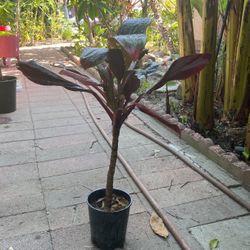 Hawain T Plant 28 ‘ Inch