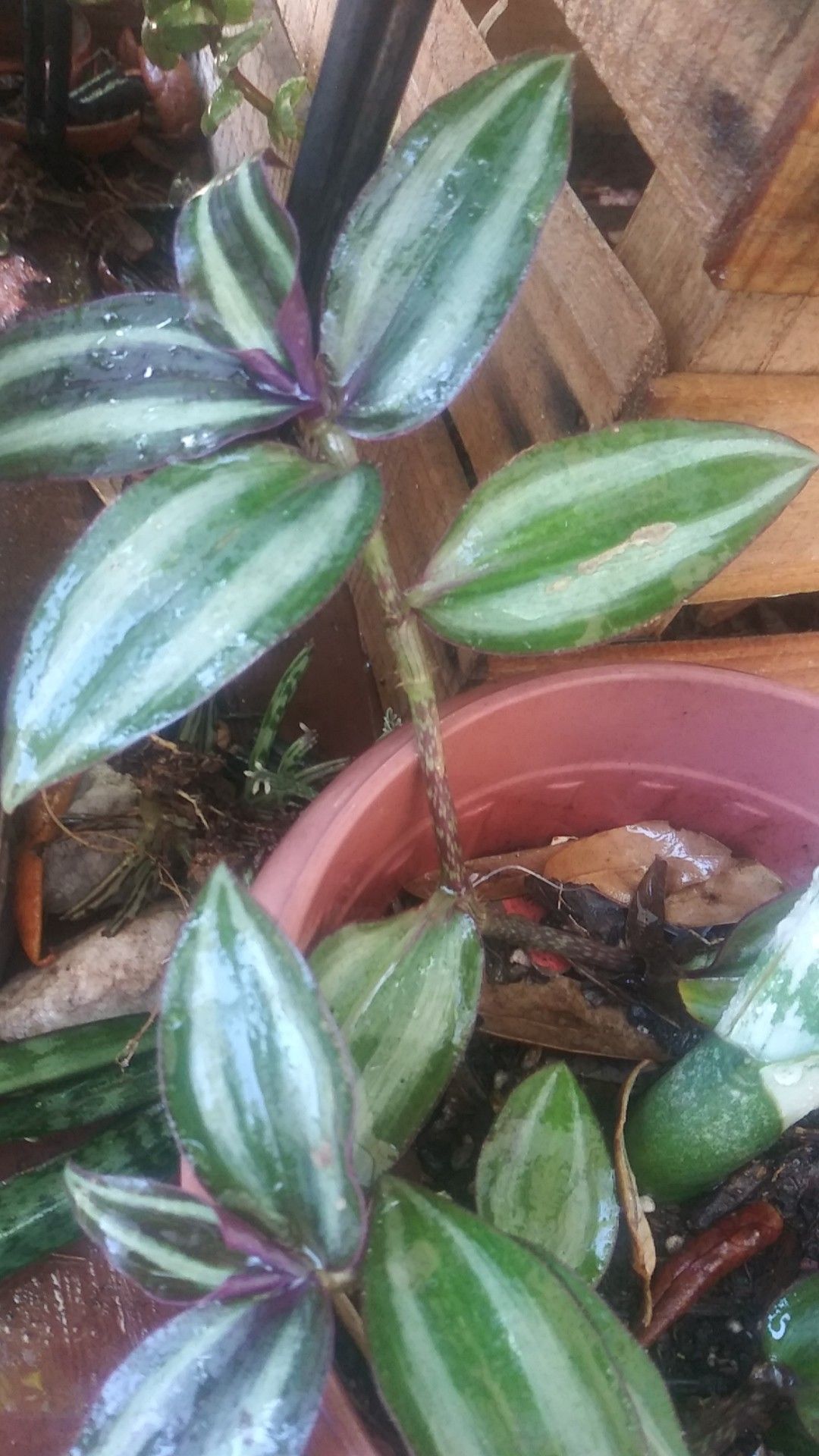 Wondering jew cuttings with roots