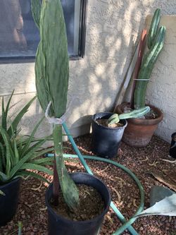 Prickly pear cactus