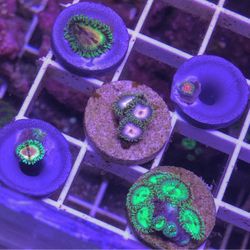 Designer ZOA PACKS
