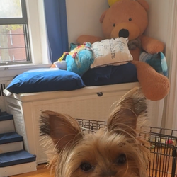 Apollo’s Pawp-Up Shop – 24-Hour Move-Out Sale 🐾