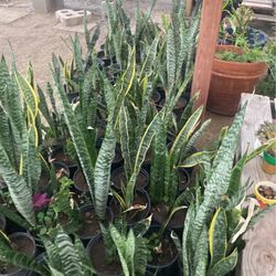 Plants