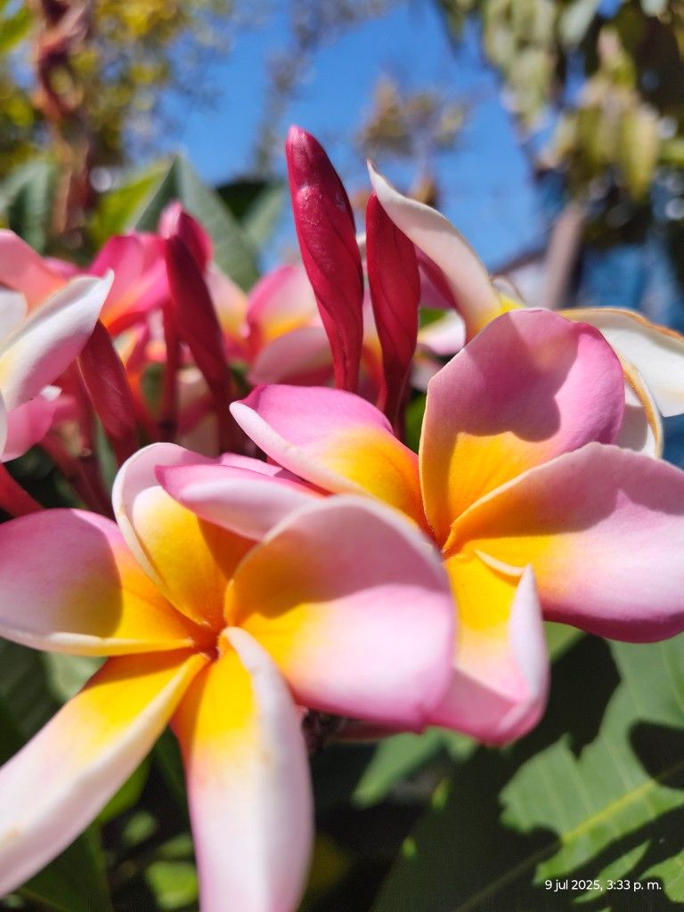 Plumerias Plant bluming.