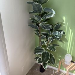 Plant 6ft