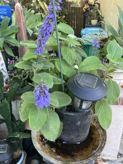 Plants for sale $10 each in 5 gallon pots