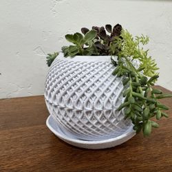 3D Printed Planter with Live Plant