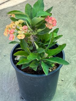 Planta Corona de Cristo