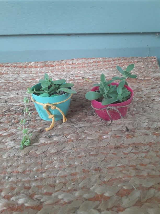 2 Mini Succulents