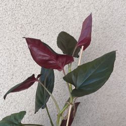 Beautiful Red Arrow Syngonium Plant 