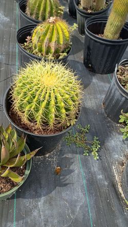 Golden Barrel Cactus - 3 Gallons