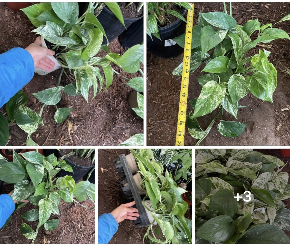 Huge leaf, thick stems, super variegated marble/snow queen pothos (6” pot); 95820