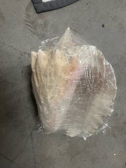 Large sea shell