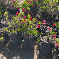 Brazilian Jasmine 