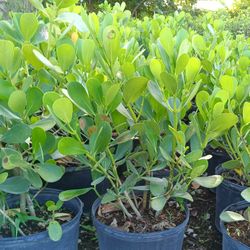 🪴🪴 Clusia Privacy Hedge Plants 7gl $13