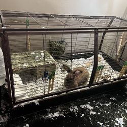 Rabbit Cage And Rabbit Included!