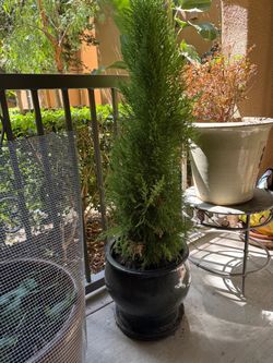 Potted Cypress Tree in Black Planter