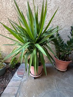 Large Yucca Cane + Pot, Saucer & Dolly