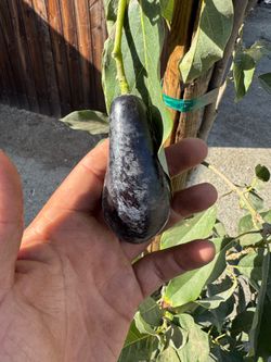 mexicola avocado