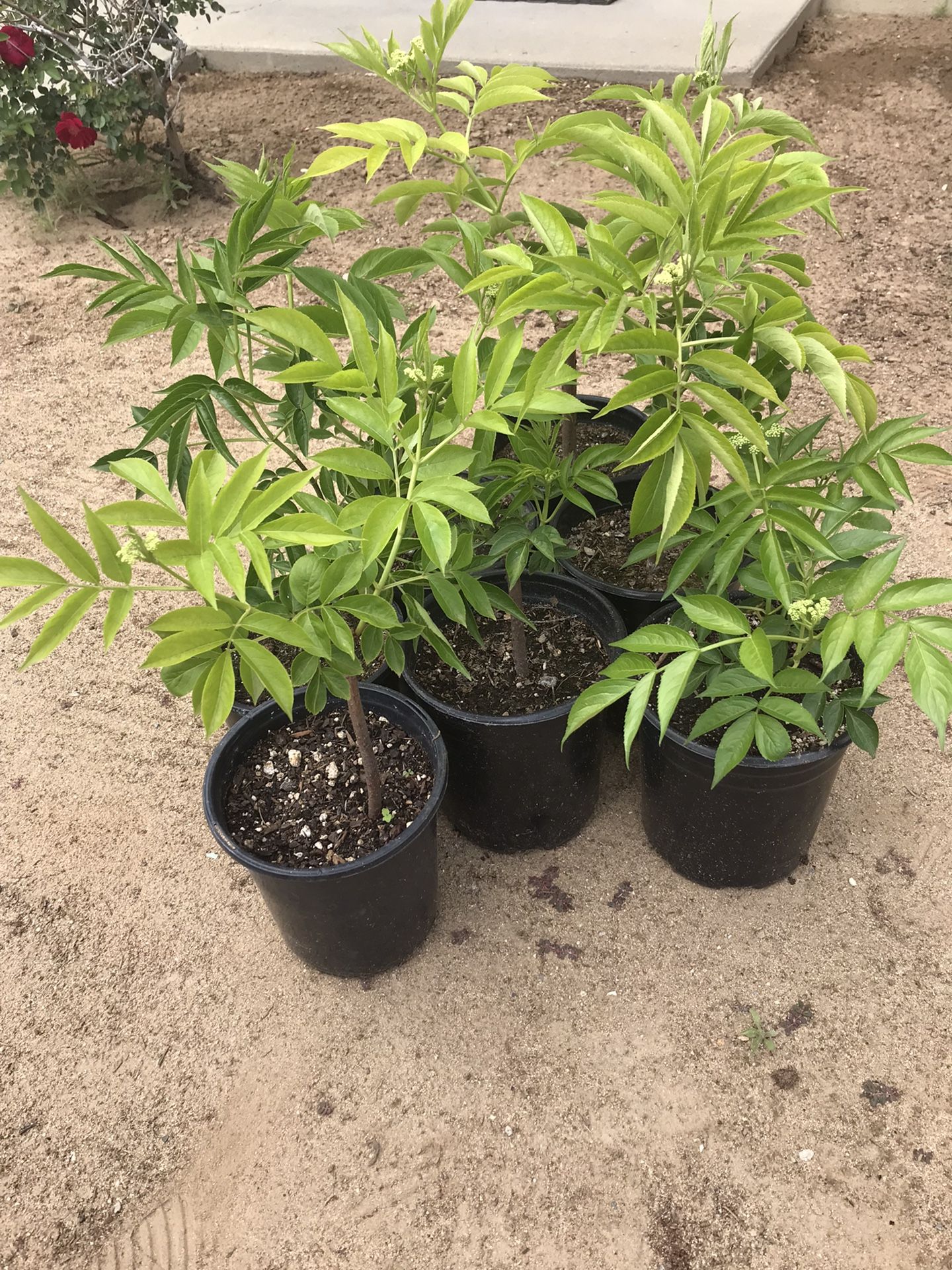 Elderberry Plants for Sale in Turlock, CA OfferUp