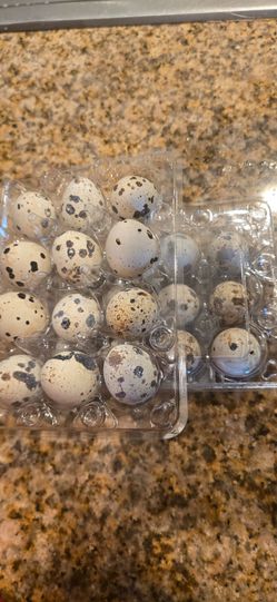 Quail eggs