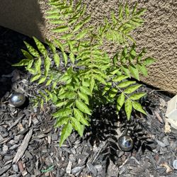 $5 Each plant   🪴   Pick Up  Dinuba 