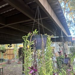 Live Hanging Plant And Planter 