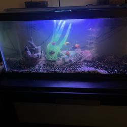 20 Gallon Fish Tank with glow fish