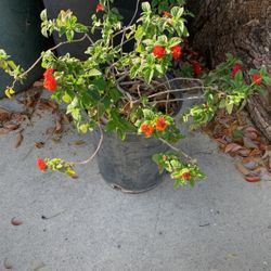 Flower Red Bush Plant In Plastic Black Pot 