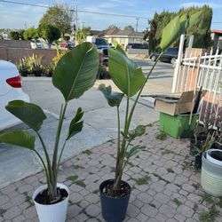 Bird Of Paradise 30$ Each
