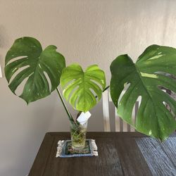 Variegated Thai Monstera Deliciosa Cuttings