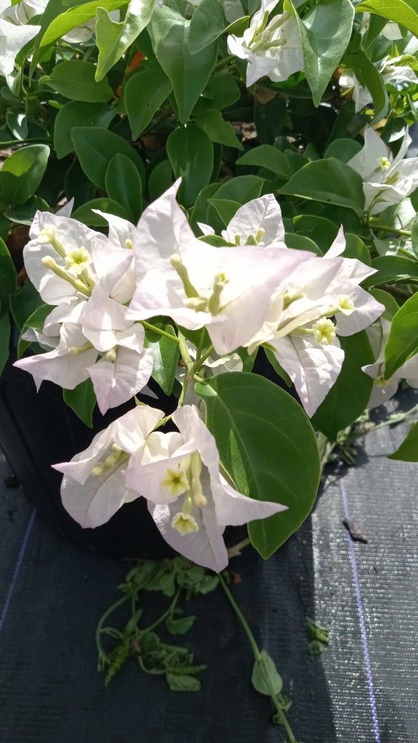 White Bougainvillea