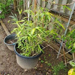 BAMBOO