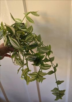 Free Cuttings. Pick-up In Aurora.