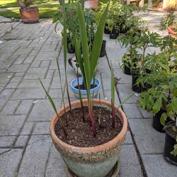 Decorative Pot With Gladiolas Planted