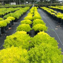 💛 Plant: Yellow Sedum