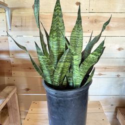 Snake Plant