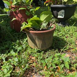 Plants 