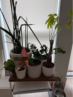 Plants