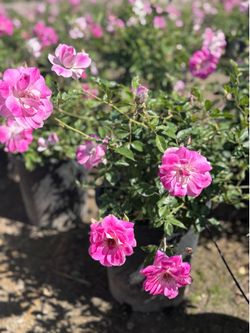 Huge plant sale