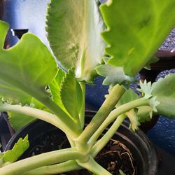 Kalonchoe Mother Of Thousands