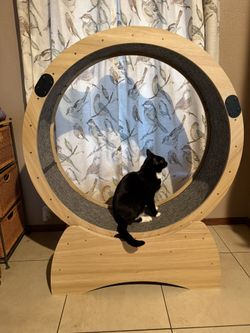 Cat Pet Wheel Exercise