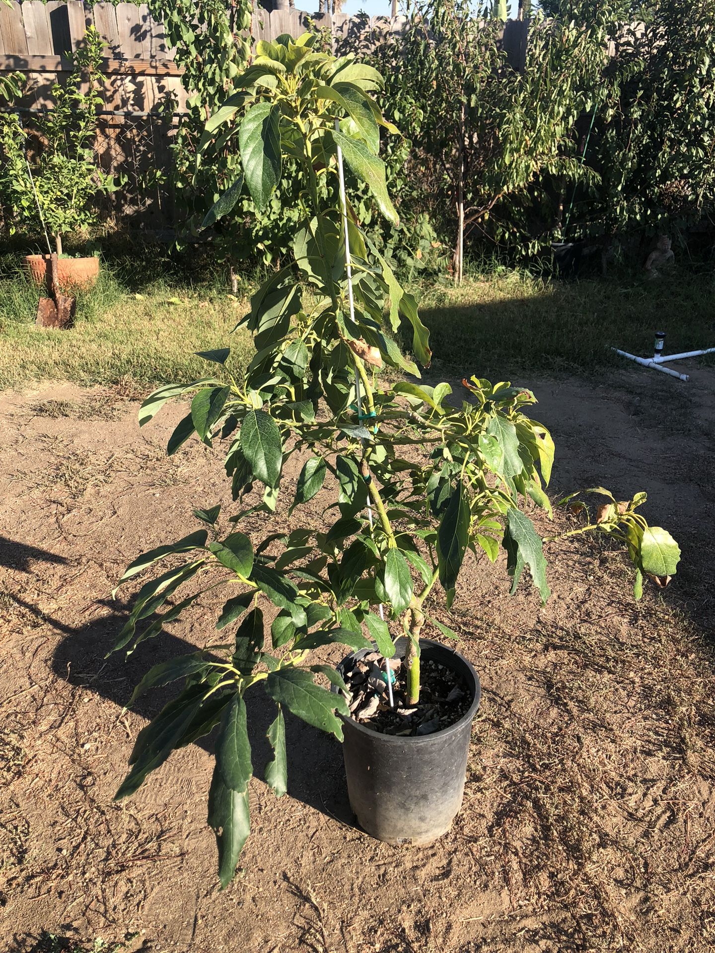 Esther Avocado Tree Grafted 5 Gallon for Sale in Riverside, CA OfferUp
